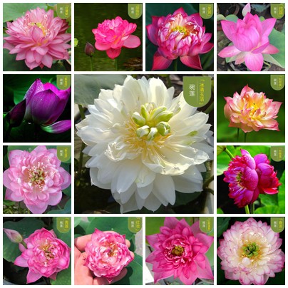 5 Biji Benih Teratai Lotus Seeds Bowl Lotus Mini Water Lily Garden Plant Seed Aquatic Plant 睡莲种子碗莲种子莲花种子芙蓉种子