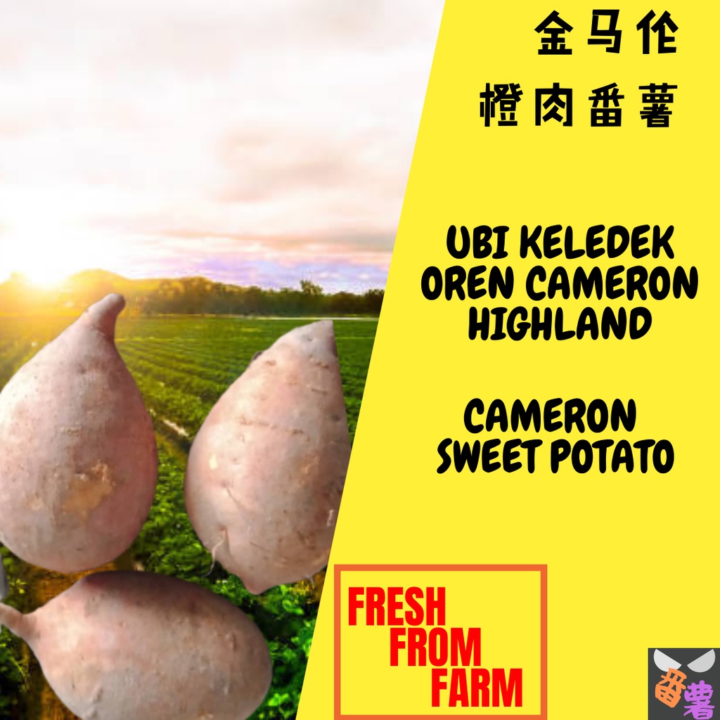 Ubi Keledek Oren Sweet Potato Orange 红薯 Shopee Malaysia