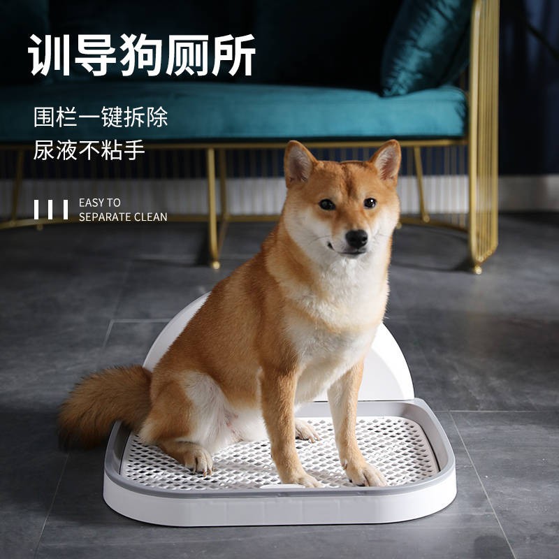 Anjing Tandas Hewan Peliharaan Anjing Kecil Anjing Anjing Po