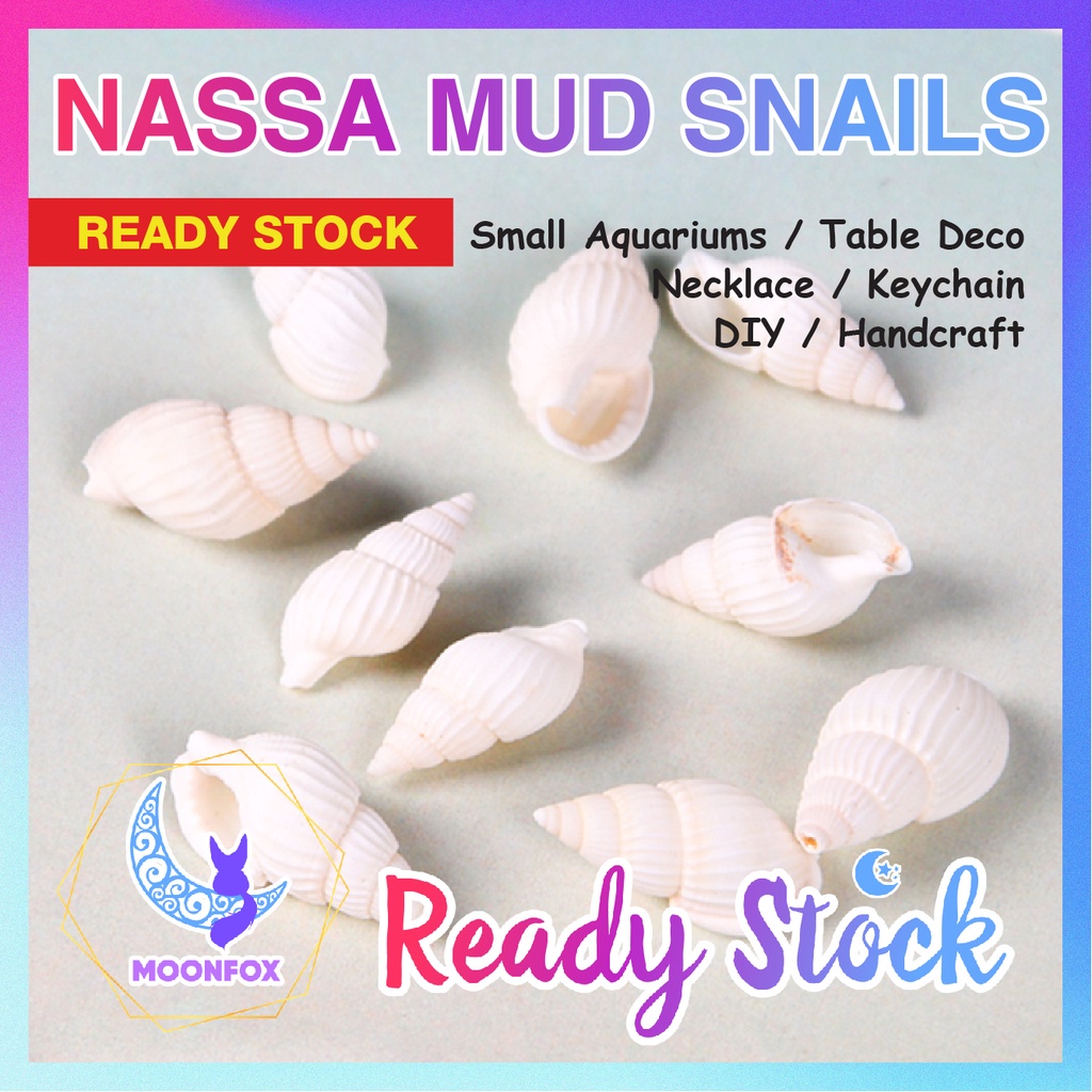 30pcs 1-2cm Natural White Nassarius Nassa Mud Shell Aquarium Seashell Ornament for Decor Necklace Keychain DIY