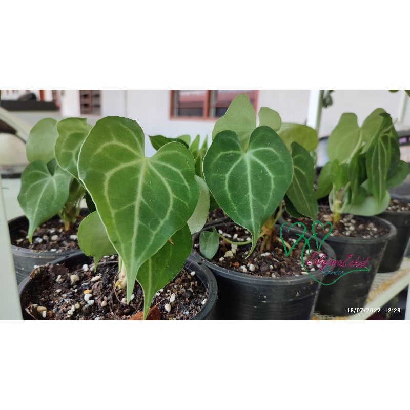 Anthurium Dorayaki Silver Blush Clarinervium Dark Form Anthurium