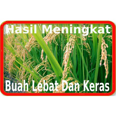 AGRISIL/POTASIUM-SILICATE/ BAJA PADI/TINGKATKAN pH TANAH/TANKAI PANJANG/ PLANT NUTRITION FARMING/GARDENING- 500ML