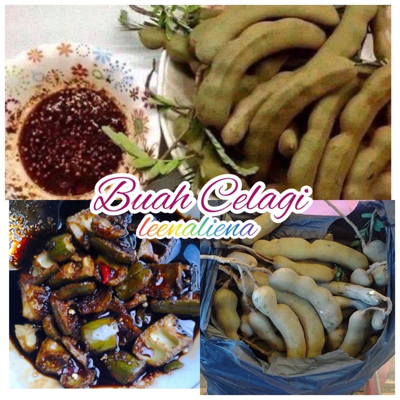 BUAH CELAGI FRESH DARI POKOK 1 KILO | Shopee Malaysia