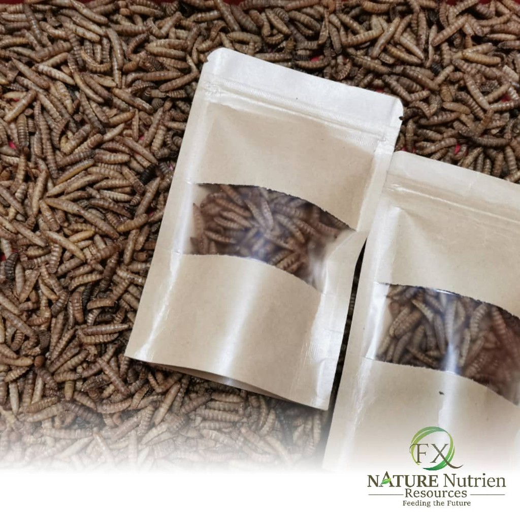 BSF Dried 15g (BSFL) Black Soldier Fly Larvae | Premium Pet Food ...