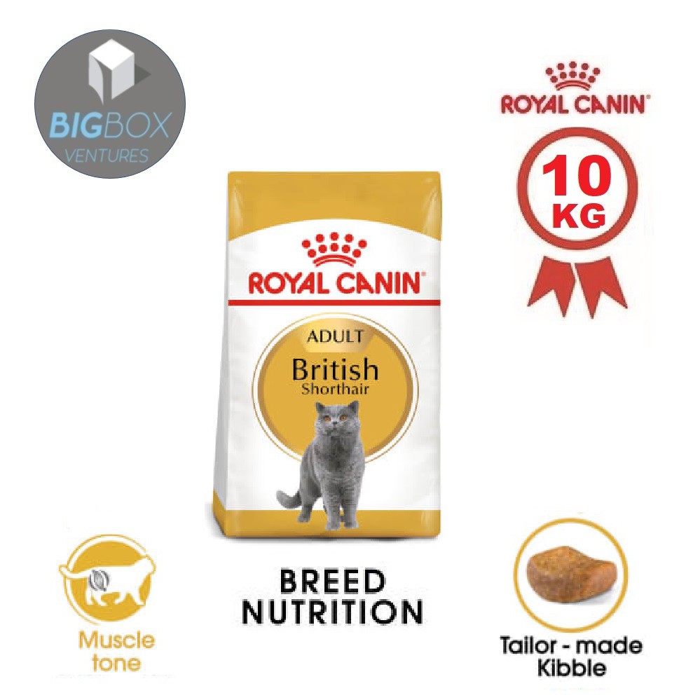 british shorthair 10kg,indesiremarketing.com