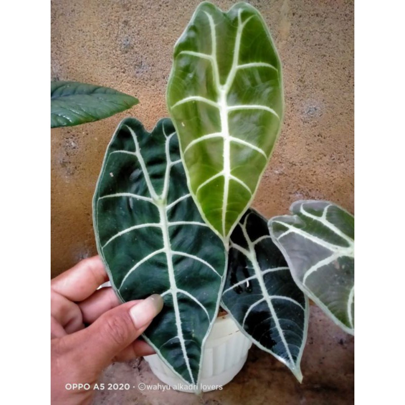 サービス1点 アロカシアalocasia Longiloba Miq Var 植物 | endageism.com