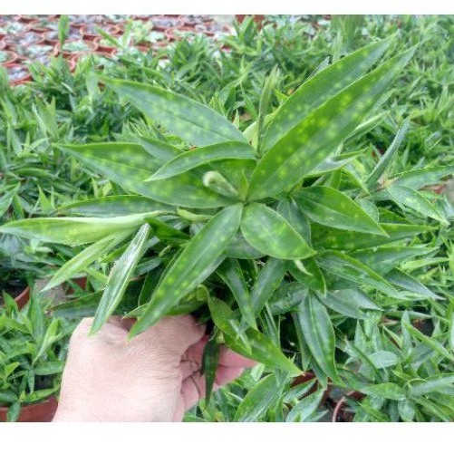 Anak Pokok Buluh Jepun Green Japanese Bamboo Dracaena Anak Pokok Buluh Jepun Green Japanese Bamboo Dracaena