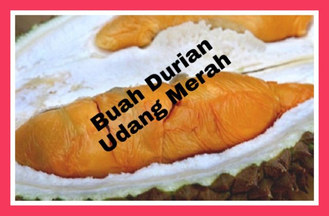 Unduh 76+ Gambar Durian Udang Merah Paling Baru 