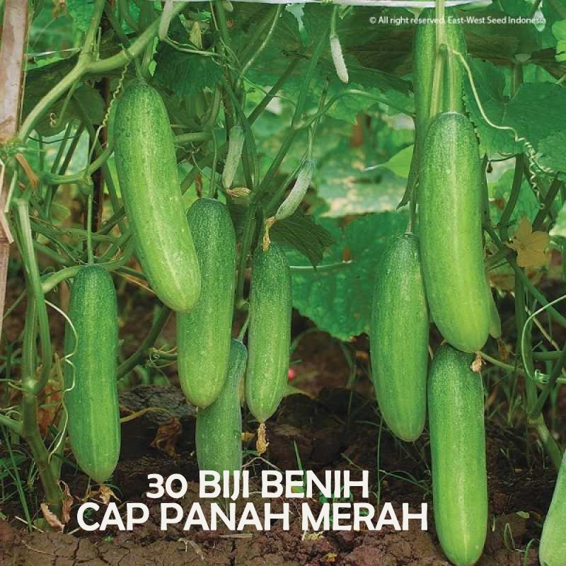 Sayur Macam Timun Dari Kerala India