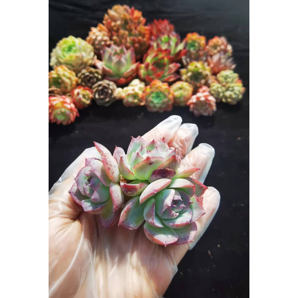 侧影🌱Echeveria 'Silhouette‘🌱Imported✈️LIVE Succulents🦋多肉植物-景天科 Ready Stock🚚Pokok Bunga Sukulen