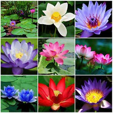 NEW 25pcs/40pcs/bag Lotus Water Lily Bonsai Seed Garden Hobbies Multiple Colour