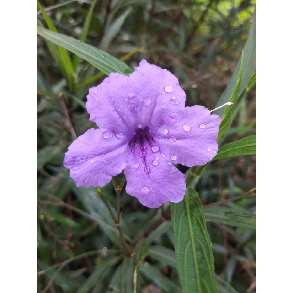 Pokok Bunga Ruella Simplex Atau Purple Shower 8 Keratan Shopee Malaysia