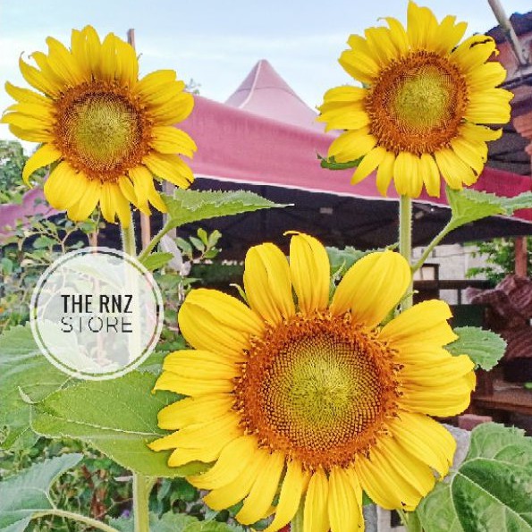 Biji Benih Bunga Matahari Besar  Giant Sunflower Shopee 