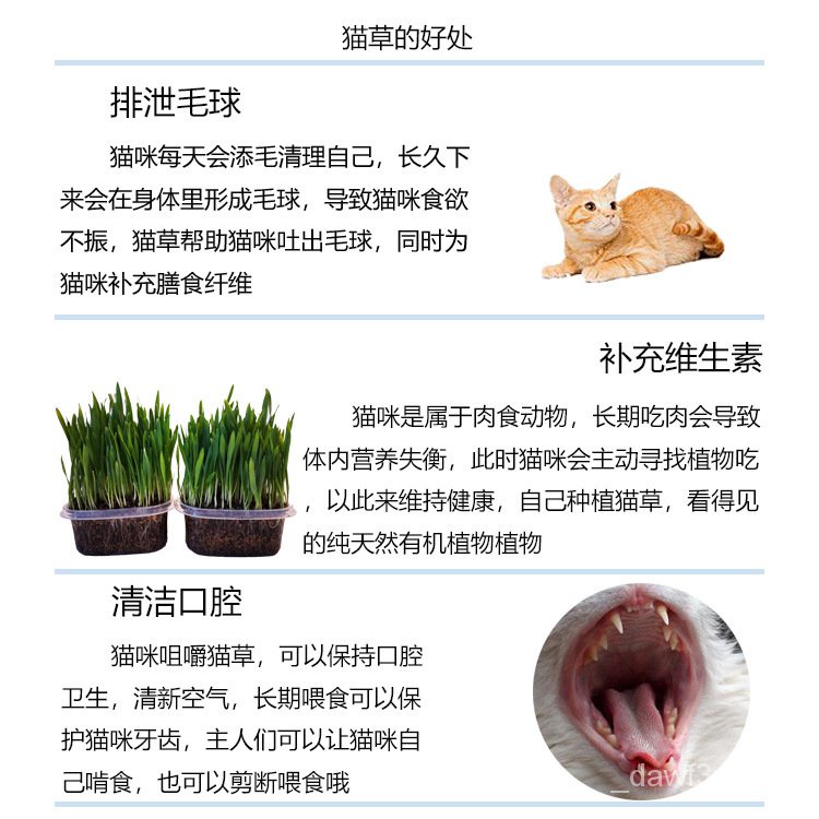 C1gp 水培零食猫草猫去毛球套装种种子化毛膏猫咪种植薄荷籽用品土壤猫 Shopee Malaysia