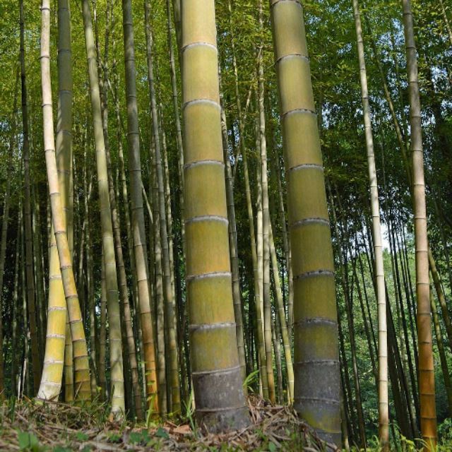 Moso bamboo seed , giant bamboo Shopee Malaysia