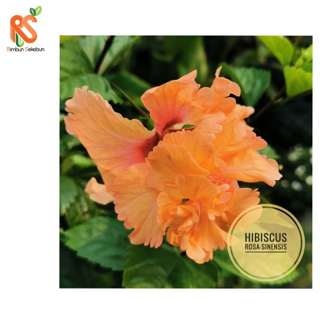 Tropical Hibiscus Double Peach Bunga Raya Jenis Double Warna Peach Keratan Batang Shopee Malaysia