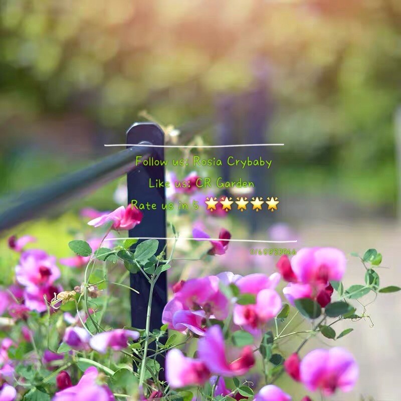 Buy Sweet Pea 5 Seeds 香豌豆5粒ready Stock Seetracker Malaysia