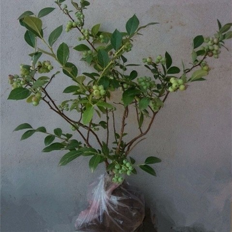 Buy 6 Years Of Seedling Fruit Delivery You Can Eat Blueberries National Suitable Potted Plastering Blueberry Seedling Plan Seetracker Malaysia
