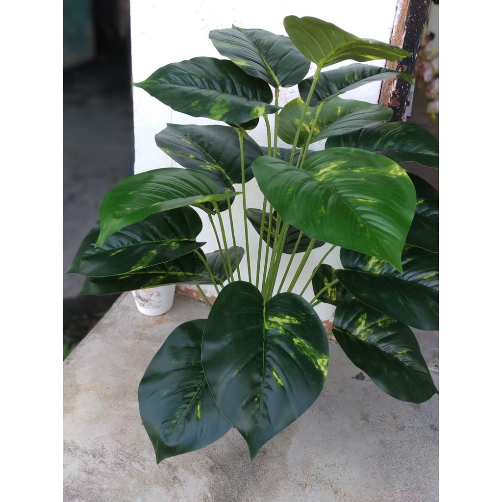 Ready Stock Pokok Keladi Monstera Hiasan 80cm Shopee Malaysia