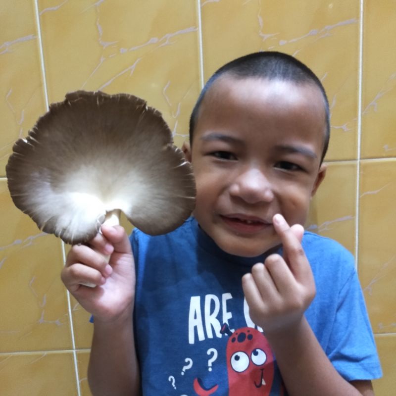 Tauke Cendawan Tiram Kelabu