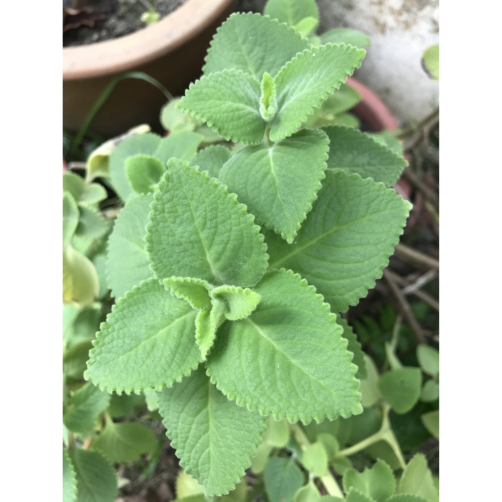 Organic Mexican Mint (or Cuban Oregano/ Indian Mint/ Plectranthus