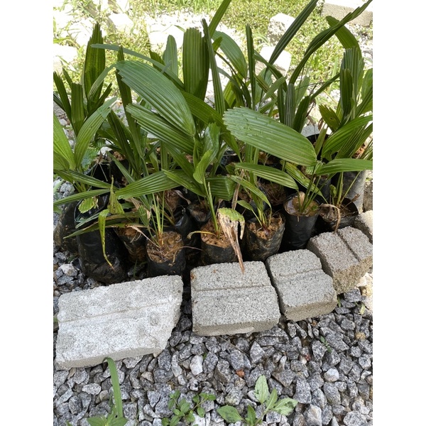 Anak Pokok Daun Palas Untuk Buat Ketupat Atau Hiasan Shopee Malaysia
