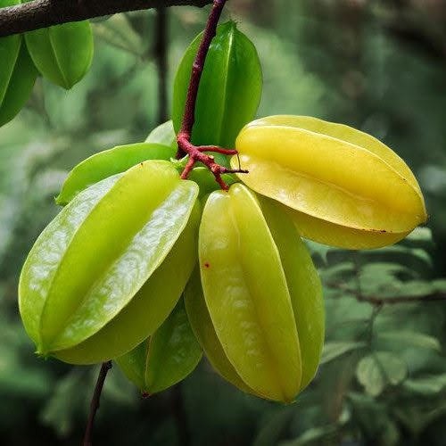 belimbing madu / pokok belimbing madu / anak benih belimbing hybrid ...