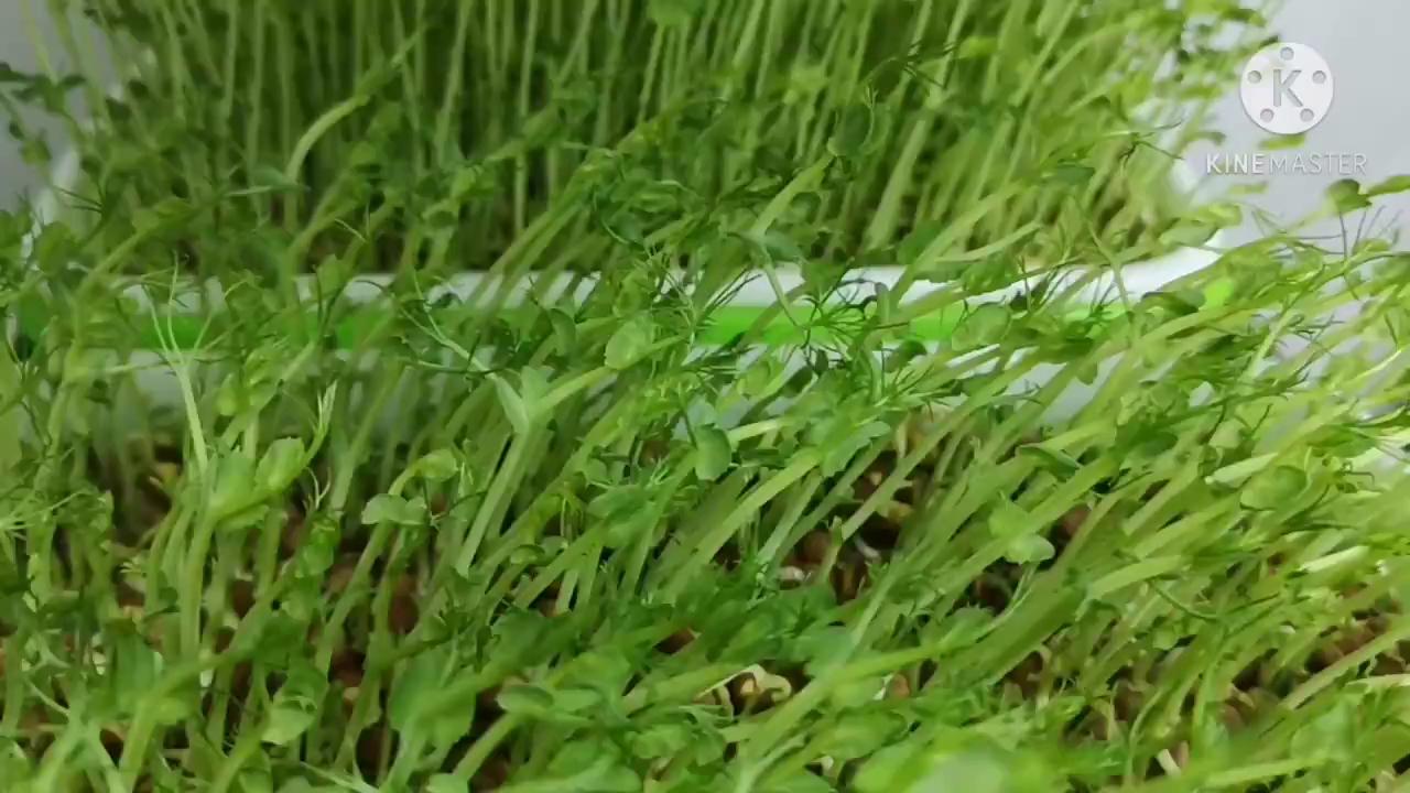 Buy Dun Pea Seed Pea Shoot Seed Pea Sprout Seed Microgreen 彩豌豆 豆苗种子 Seetracker Malaysia