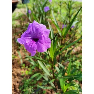 Buy Keratan pokok Ruellia purple/pokok bunga purple/ungu..segar 