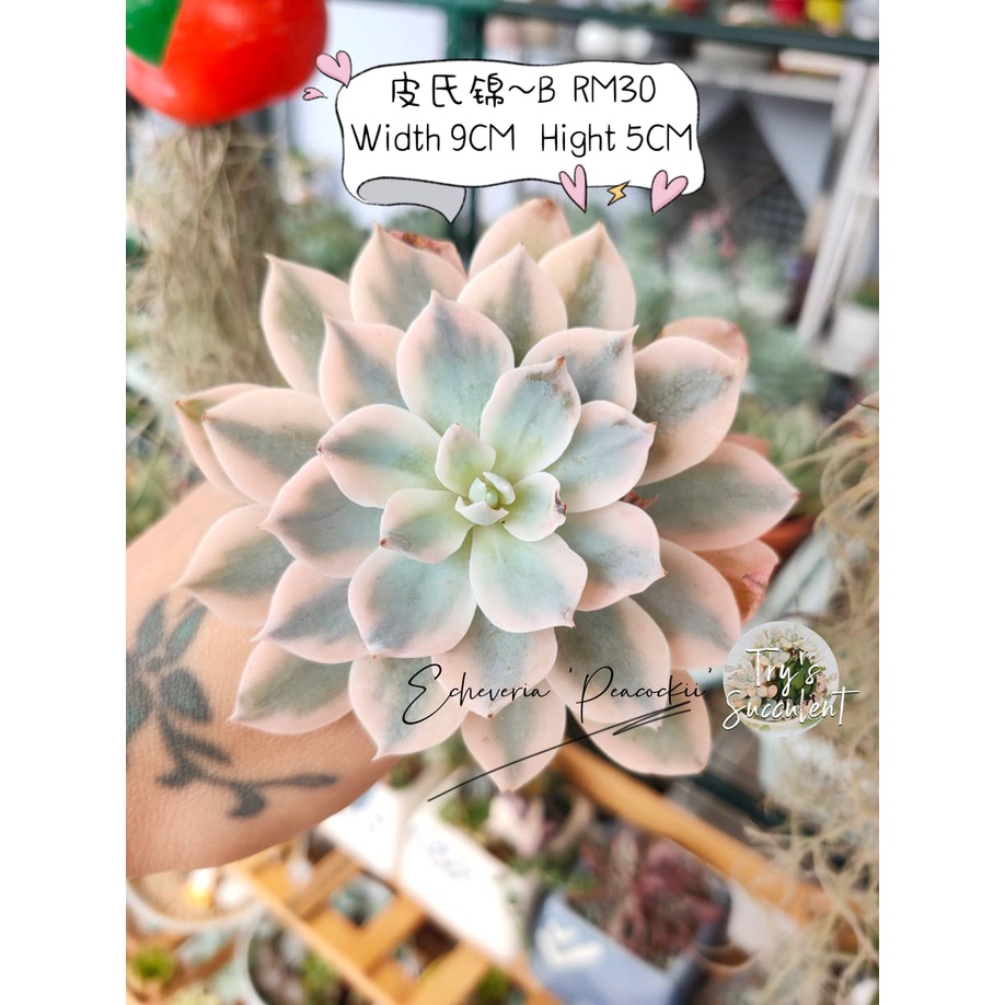 Try S Succulent 多肉屋 Ready Stock 现货5 10cm皮氏锦echeveria Peacockii 多肉植物一物一拍 Shopee Malaysia