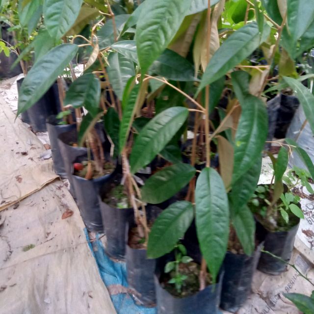 Anak Pokok Durian Kampung Kaki Ganda Shopee Malaysia