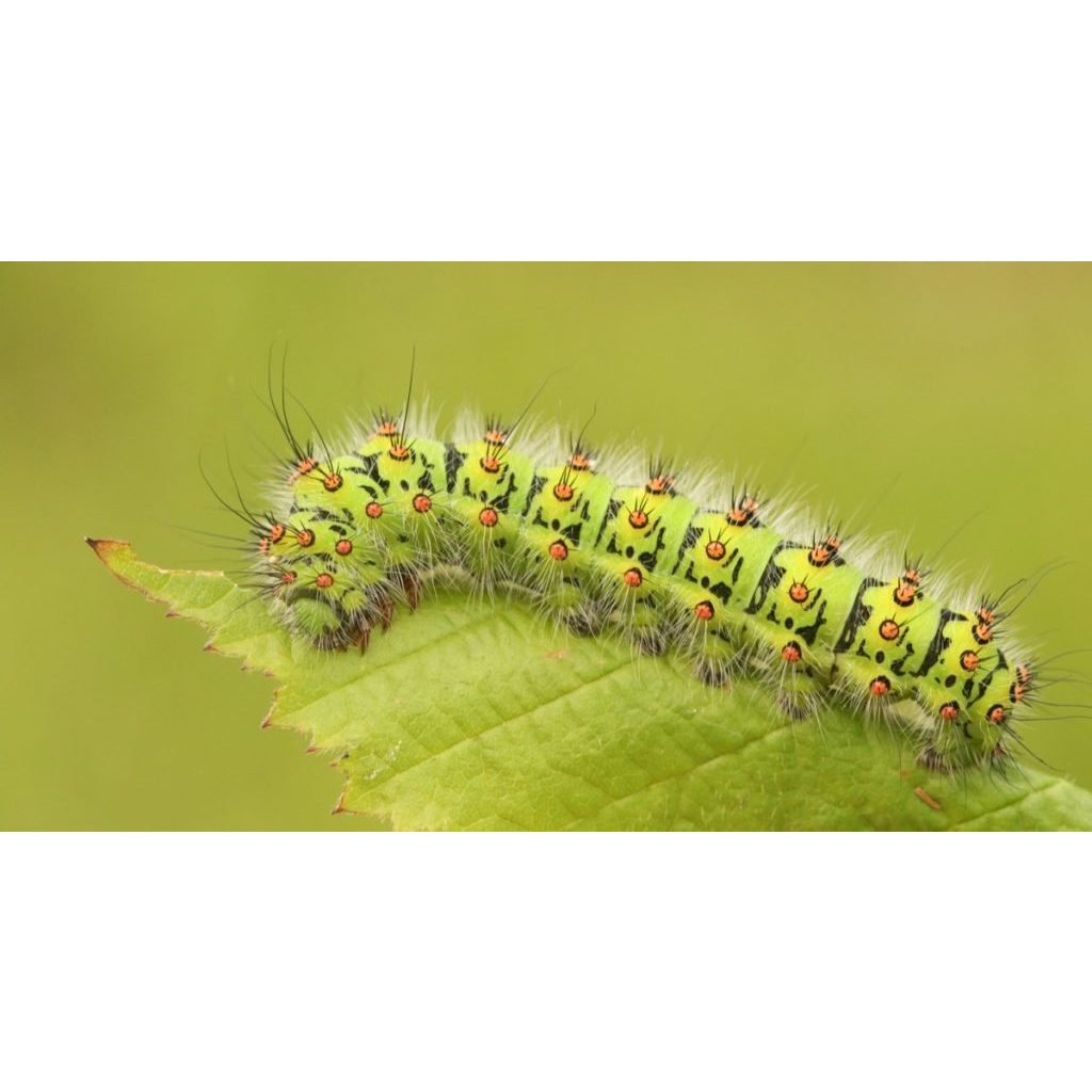 1kg Pest Guard 2 Ken Microbes Biotech Ubat Serangga Organik Organic Pesticide Caterpillar Weevils Leafhoopers Shopee Malaysia