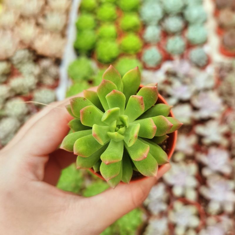 MOVEE-Succulent Live Plant [马库斯Sedeveria Markus]