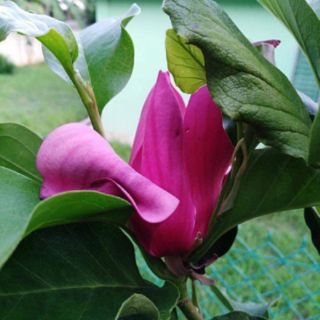 Pokok bunga magnolia wangi | Shopee Malaysia