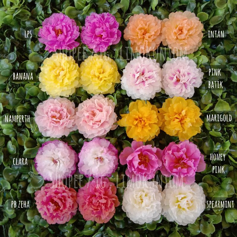 Buy Carnation 1 2 42 Id Ros Jepun Japanese Rose Bunga Jari Lipan Part 1 Seetracker Malaysia
