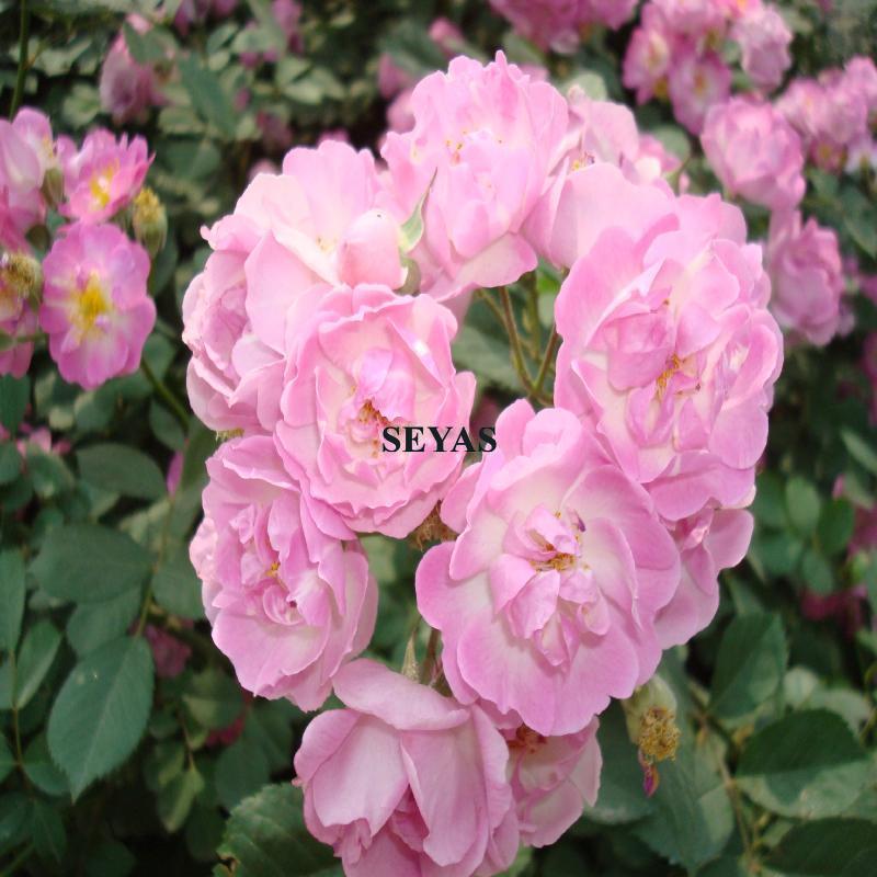 Buy Climbing Rose Multiflora Seeds Readystock Approx 100pcs Benih Ros Bunga Ros Seed Garden Fences Balcony Backyard 玫瑰花 种子 Seetracker Malaysia