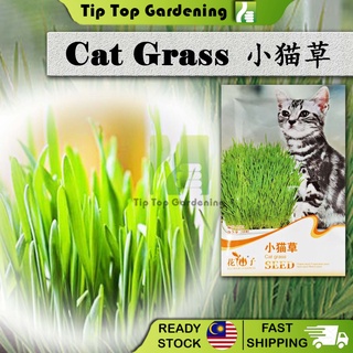 Buy Rumput Helicopter  Ubat Pravo  Rumput Kucing  SeeTracker 