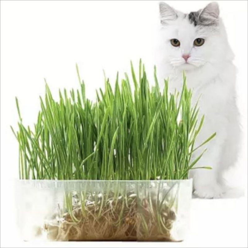 Rumput Kucing High Germination Rate Easy Grow Cat Health Grass x -
rumput fake tahi kucing
