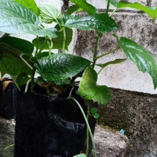 Pokok kaduk (Piper sarmentosum)  Shopee Malaysia