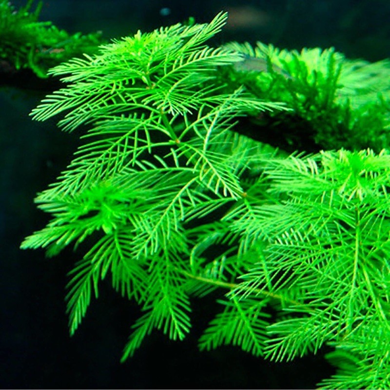 Buy Aquatic Plant Myriophyllum Mattogrossense Seetracker Malaysia