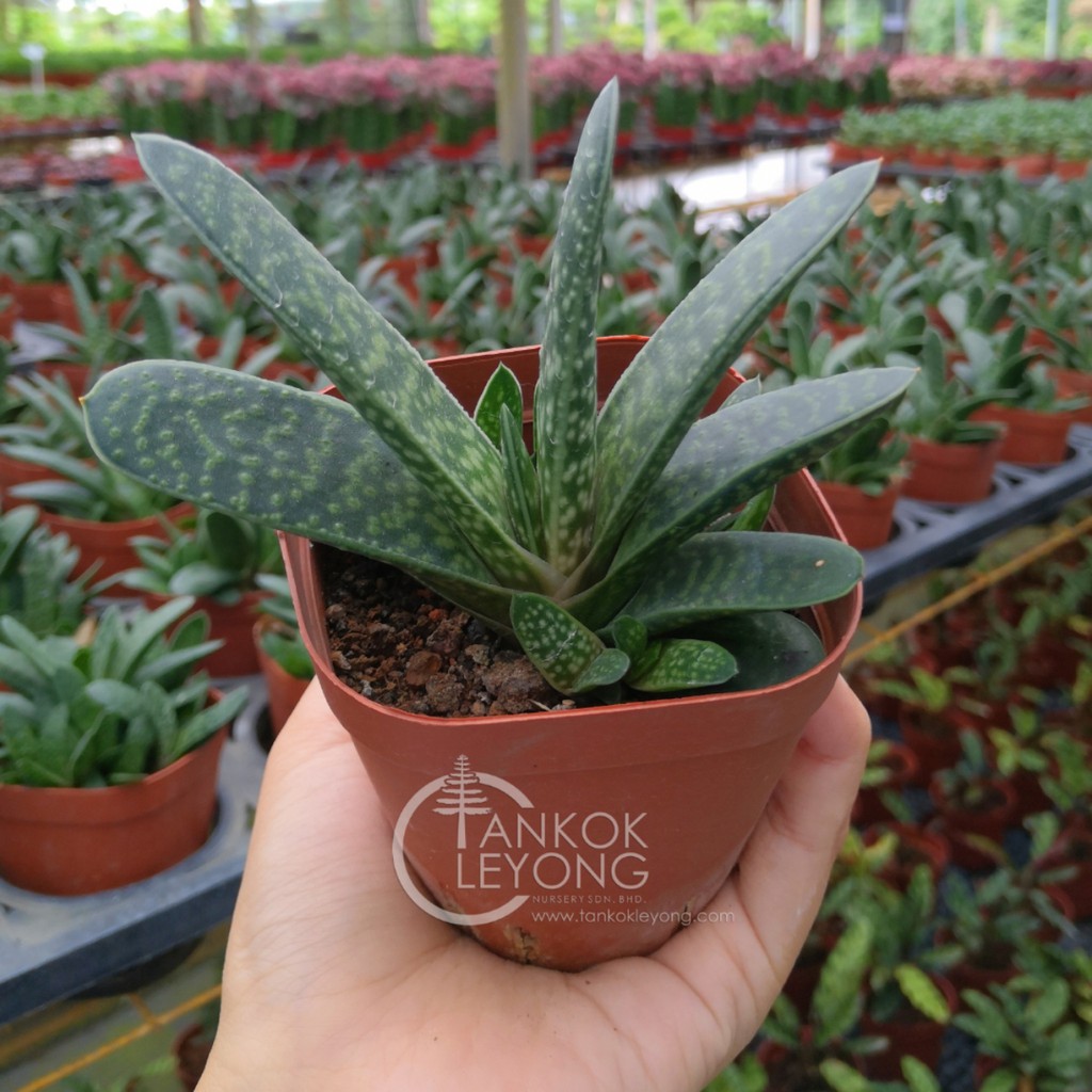 Tkl Gasteria Gracilis 子宝 元宝花 Shopee Malaysia