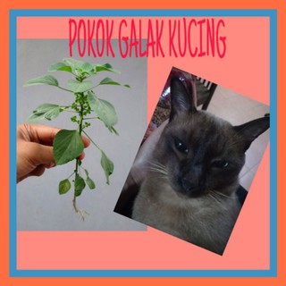 EDITED BACA TIPS 👇Rumput Helikopter Kucing Rumput Pendul khas 