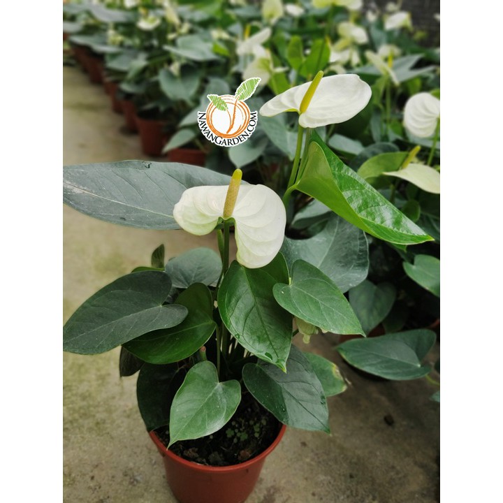 [Indoor Most] Beautiful WHITE ANTHURIUM Andraeanum in