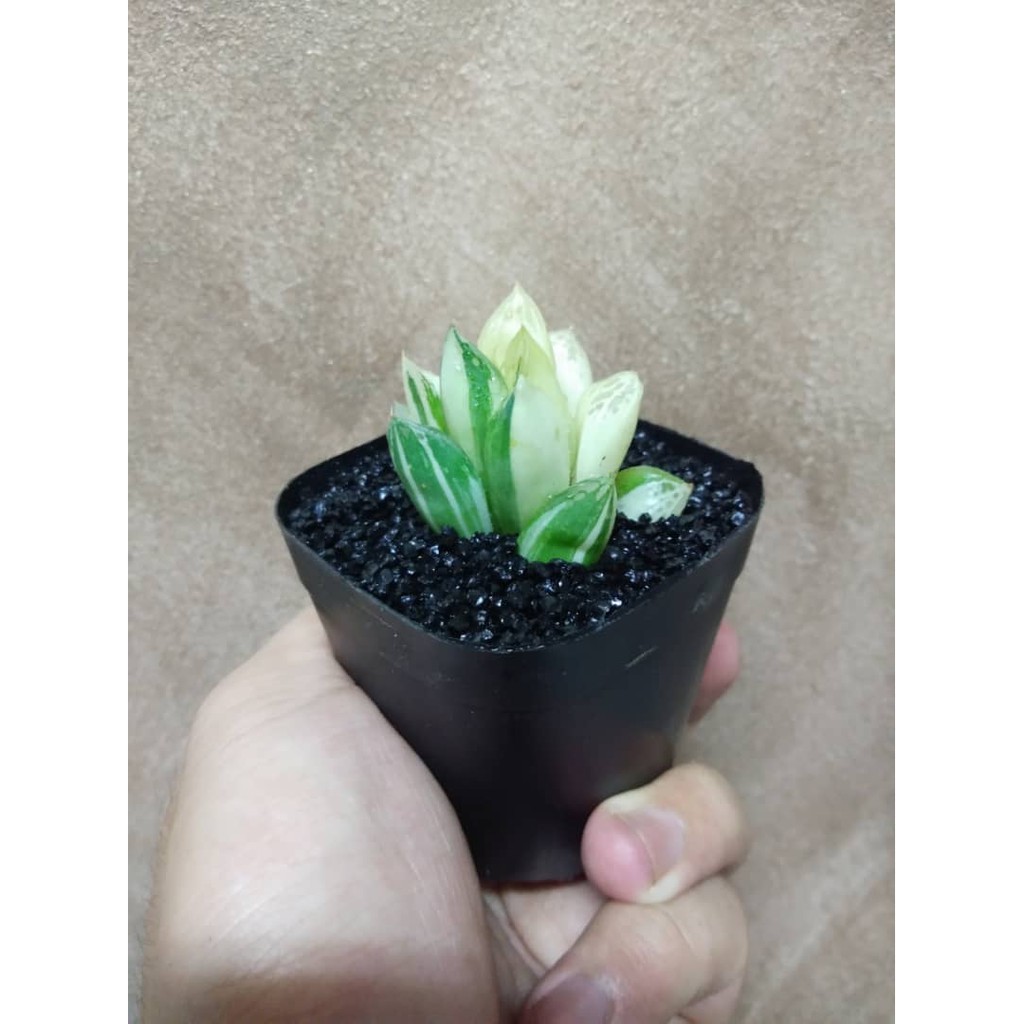 多肉植物 Succulent Plant 宝草锦 小 Shopee Malaysia