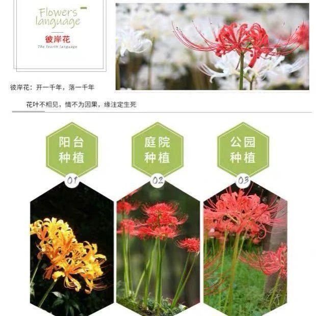 只发种子 介意勿拍 5个彼岸花球盆土肥料生根粉四季彼岸花种球曼珠沙华石蒜柚子9 24种子店 Shopee Malaysia