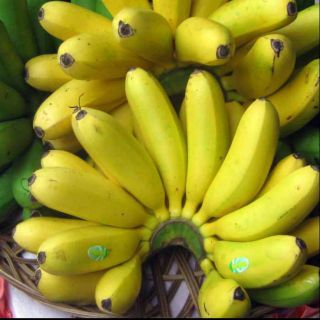 Anak pokok pisang emas Shopee Malaysia Anak pokok pisang emas Shopee Malaysia