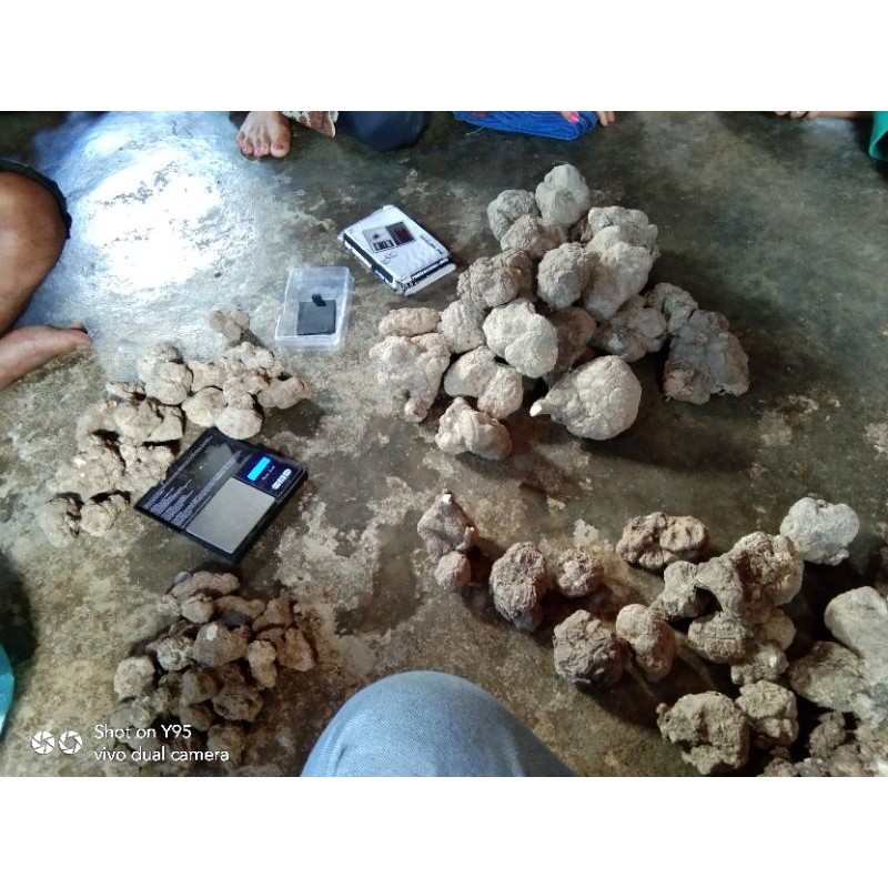 Milk Mushroom tapanuli Tiger South sumatra North sumatra Dry. Solid ...