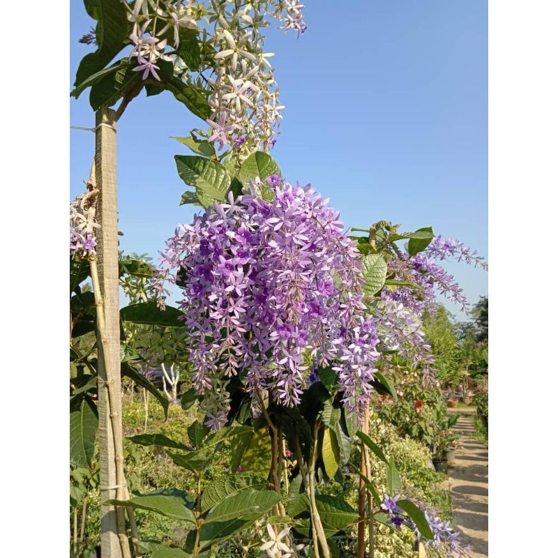 Buy Pokok Bunga Sandpaper Vine Seetracker Malaysia