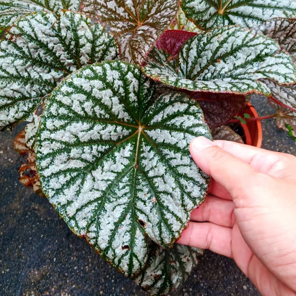 Indoor Plant Begonia Argenteo Guttata Shopee Malaysia