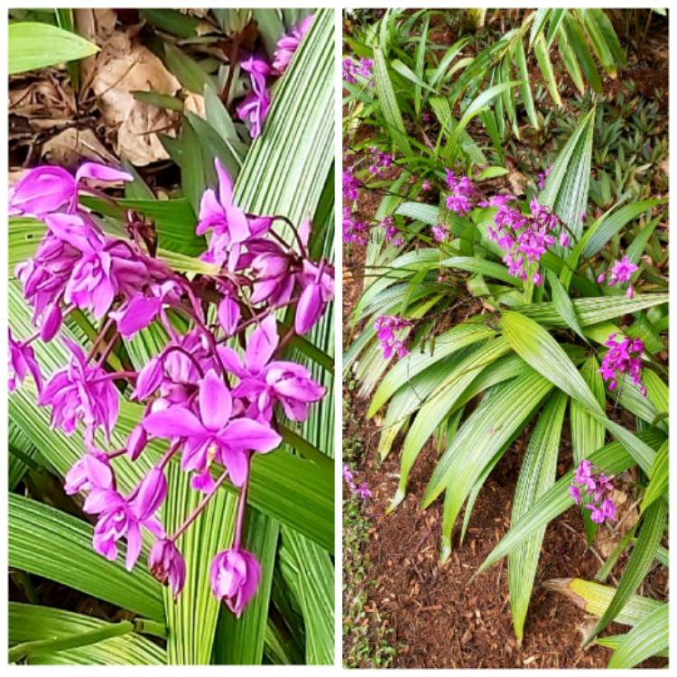 [MA GARDEN] Spathoglottis Orchid/Orkid Penang bunga ungu